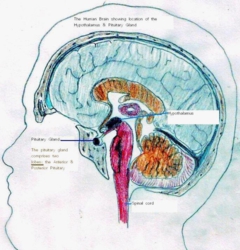 pituitary gland